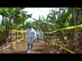 FOC R4T, Manejo contención y erradicación, simulacro Costa Rica (MAG Costa Rica )